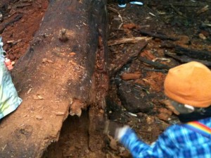 A Decomposing Tree Stump